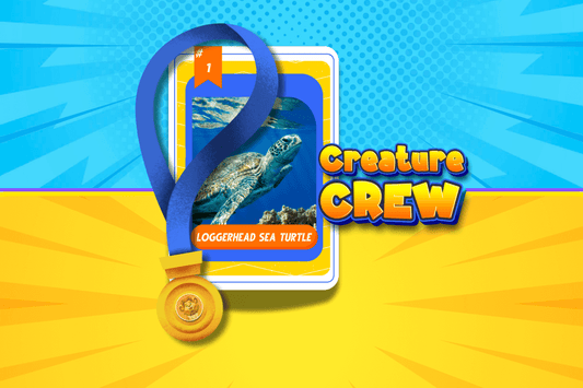 Get Your Loggerhead Turtle Card!