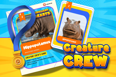 3. COMING SOON: Hippopotamus