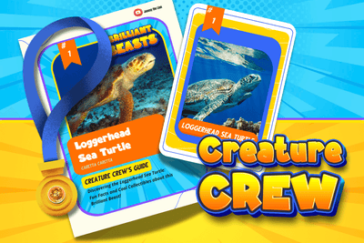 1. NEW: Loggerhead Sea Turtle