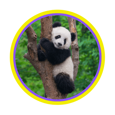 GIANT PANDA