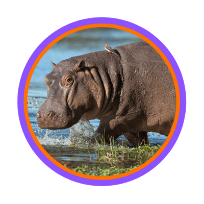 HIPPOPOTAMUS