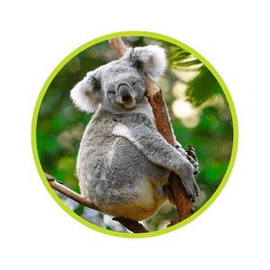 Animal Image 4