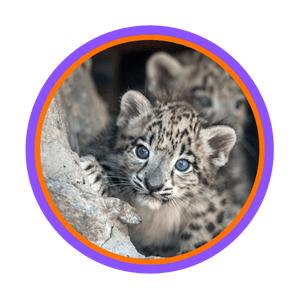 Animal Image 2