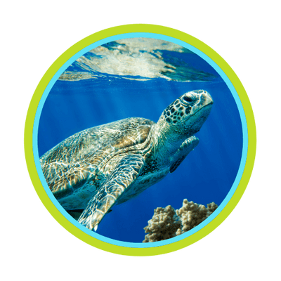 LOOGERHEAD SEA TURTLE
