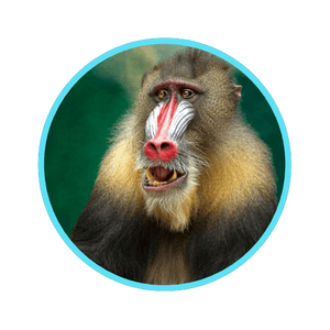 Animal Image 3