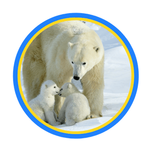 Animal Image 5